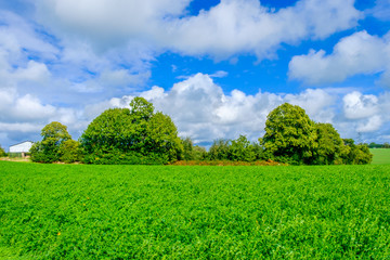 Obraz premium Alfalfa field in the Orne countryside in summer, Normandy France