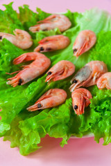 Large shrimps on fresh lettuce. Pink background. Close up. Mediterranean Kitchen. Serving Option.