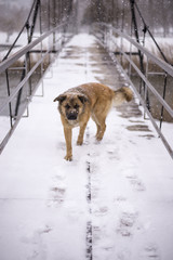 Cute dog on a bridge in a snowy day