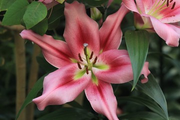 BEAUTIFUL PINK DAY LILIES