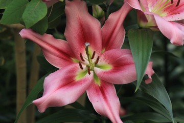 BEAUTIFUL PINK DAY LILIES
