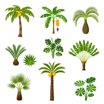 Tropical palm trees set. Exotic tropical plants Illustration of jungle nature