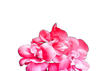 Drawing of a red geranium with a white background