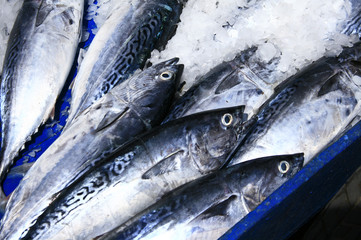 Frozen fish in market
