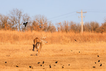 The Birds