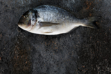 Top view of fresh fish dorado on grunge textured background. Copyspace.