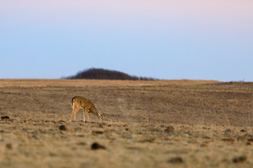 The Yearling
