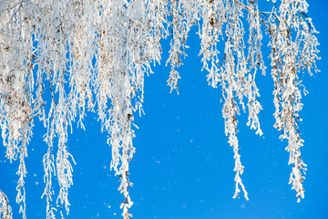 winter, birch branches covered with hoarfrost, against the blue sky_