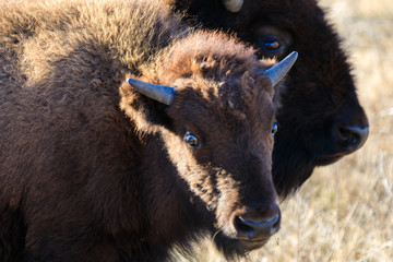 Fototapeta premium Young Look
