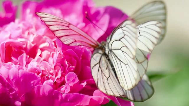 Pieris brassicae white butterfly