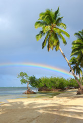 Obraz premium Palm trees on white tropical beach.