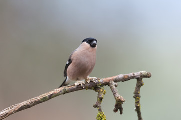 Obraz premium Dompfaff