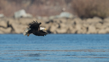 Bald Eagle