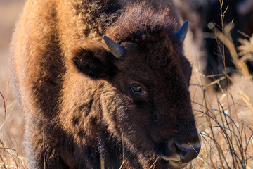 Fototapeta premium The Young One