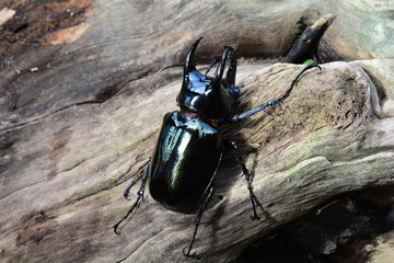 A female stag beetle rests on a log in its environment.