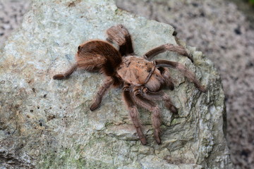 Tarantula spider sunning itself on a rock in its environment.
