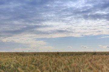 Fototapeta premium A giant plantation field of yellow and green wheat ears riping for vegetarian below blue sky on the horizon