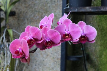 BEAUTIFUL PINK AND WHITE ORCHIDS