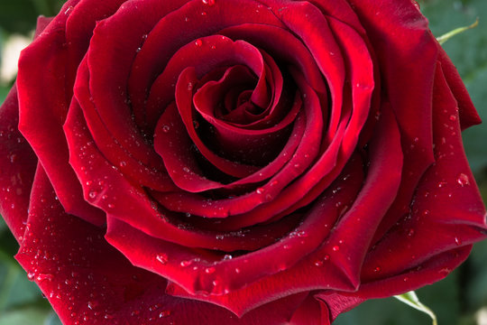 Red rose macro photography