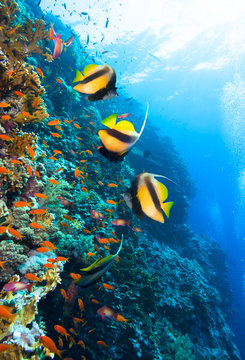 Naklejki Zdjęcie kolonii koralowców.