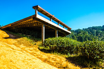 Landscape View at Tea Plantation 2000