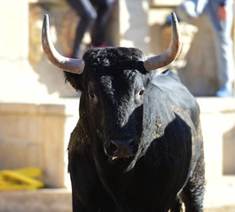bull in spain