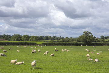 Fototapeta na wymiar Sheep in Cheshire farmland UK