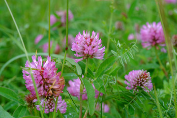Red Clover flowers