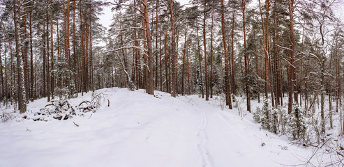 Fototapeta premium Panorama. winter forest. Winter landscape.