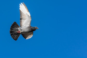 A Majestic Pigeon in a Surveillance Mission