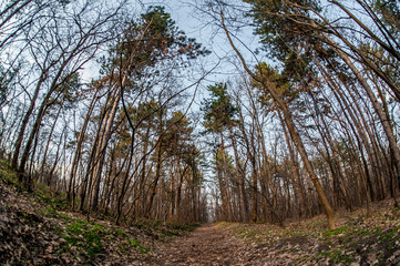 Art, abstract and artistic fisheye view. Forest and tree branch