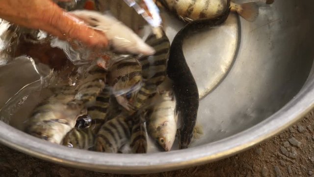 Freshly caught fish in a bowl at the market in the Mekong Delta.