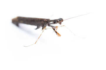 Praying mantis on white