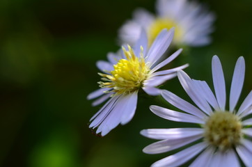 Obraz premium Macro of a daisy