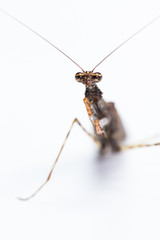 Praying mantis on white