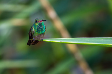 rufous-tailed hummingbird - Amazilia tzacatl