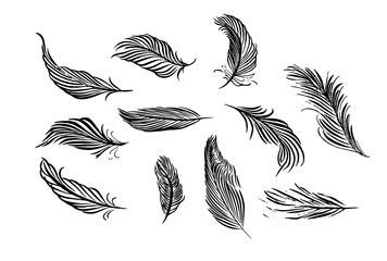 Collection of hand drawn feather. Brush pen ink illustration. Isolated on white background. Set of decorative birds feathers.