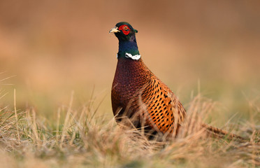 Ringneck Pheasant (Phasianus colchicus)