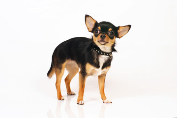 Short-haired tricolor Chihuahua dog with a collar staying indoors on a white background