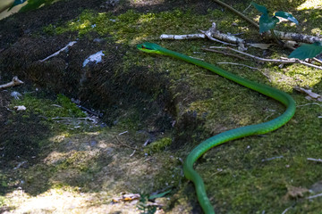 lora or parrot snake - Leptophis ahaetulla
