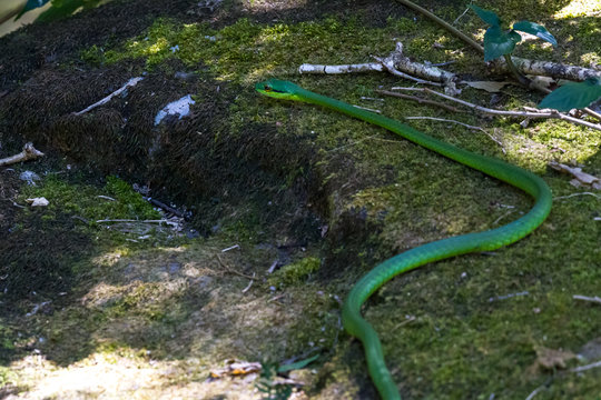 lora or parrot snake - Leptophis ahaetulla