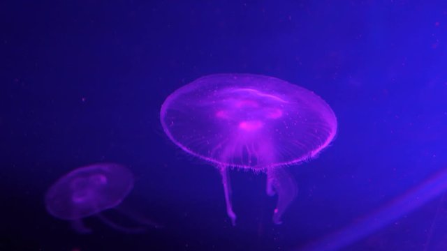 Purple jelly fish swimming through the water