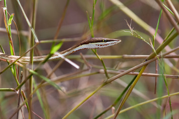 brown vine snake -Oxybelis aeneus