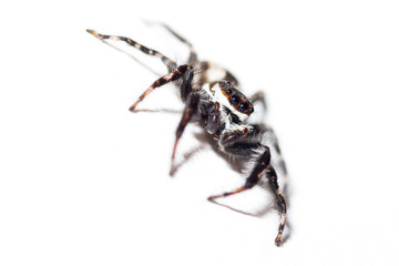Fototapeta premium Jumping spider - mariposa muscosa
