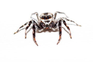 Jumping spider - mariposa muscosa