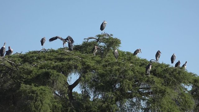 The African Marabou (Latin Leptoptilos crumeniferus) is a bird from the family of stork, its largest representative. .