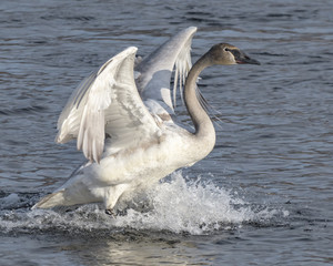 Trumpeter Swan Landing