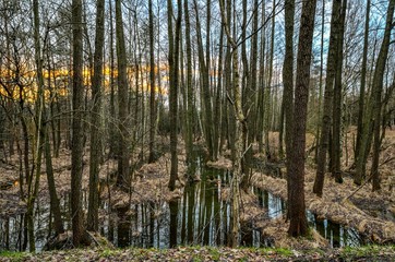 Forest morning landscape. Trees and swamps in the morning scenery.