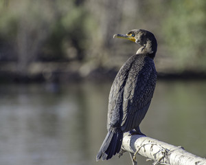 Double-crested Cormorant