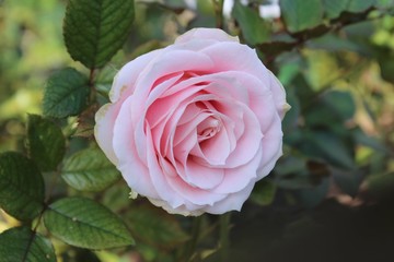 LOVELY PINK ROSES